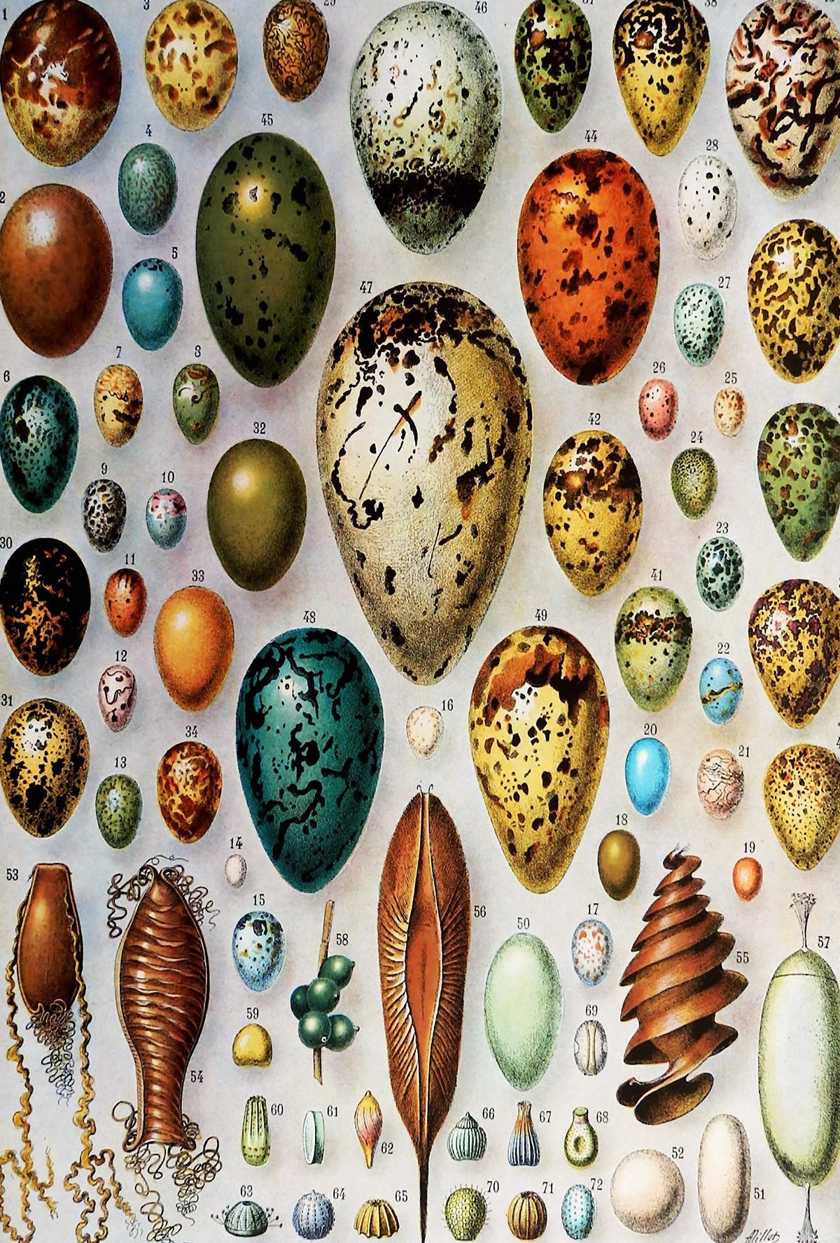 Adolphe Philippe Millot - Nautilus Puzzles - Wooden Jigsaw Puzzles For Adults