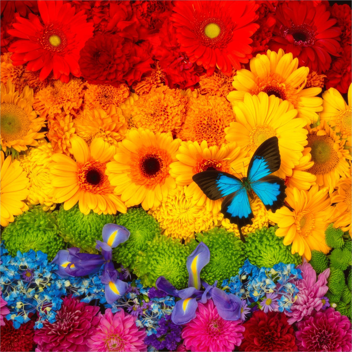 Rainbow Flowers (462 Piece Wooden Jigsaw Puzzle) - Nautilus Puzzles - Wooden Jigsaw Puzzles For Adults