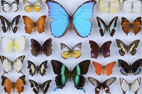 Butterfly Collection (77 Pieces) Mini Wooden Butterfly Puzzle - Nautilus Puzzles - Wooden Jigsaw Puzzles For Adults