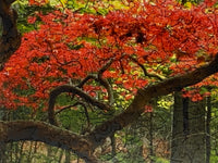Maple Creek (385 Piece Wooden Jigsaw Puzzle) - Nautilus Puzzles - Wooden Jigsaw Puzzles For Adults