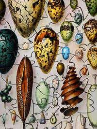 Bird Eggs (50 Piece Mini Wooden Jigsaw Puzzle) - Nautilus Puzzles - Wooden Jigsaw Puzzles For Adults