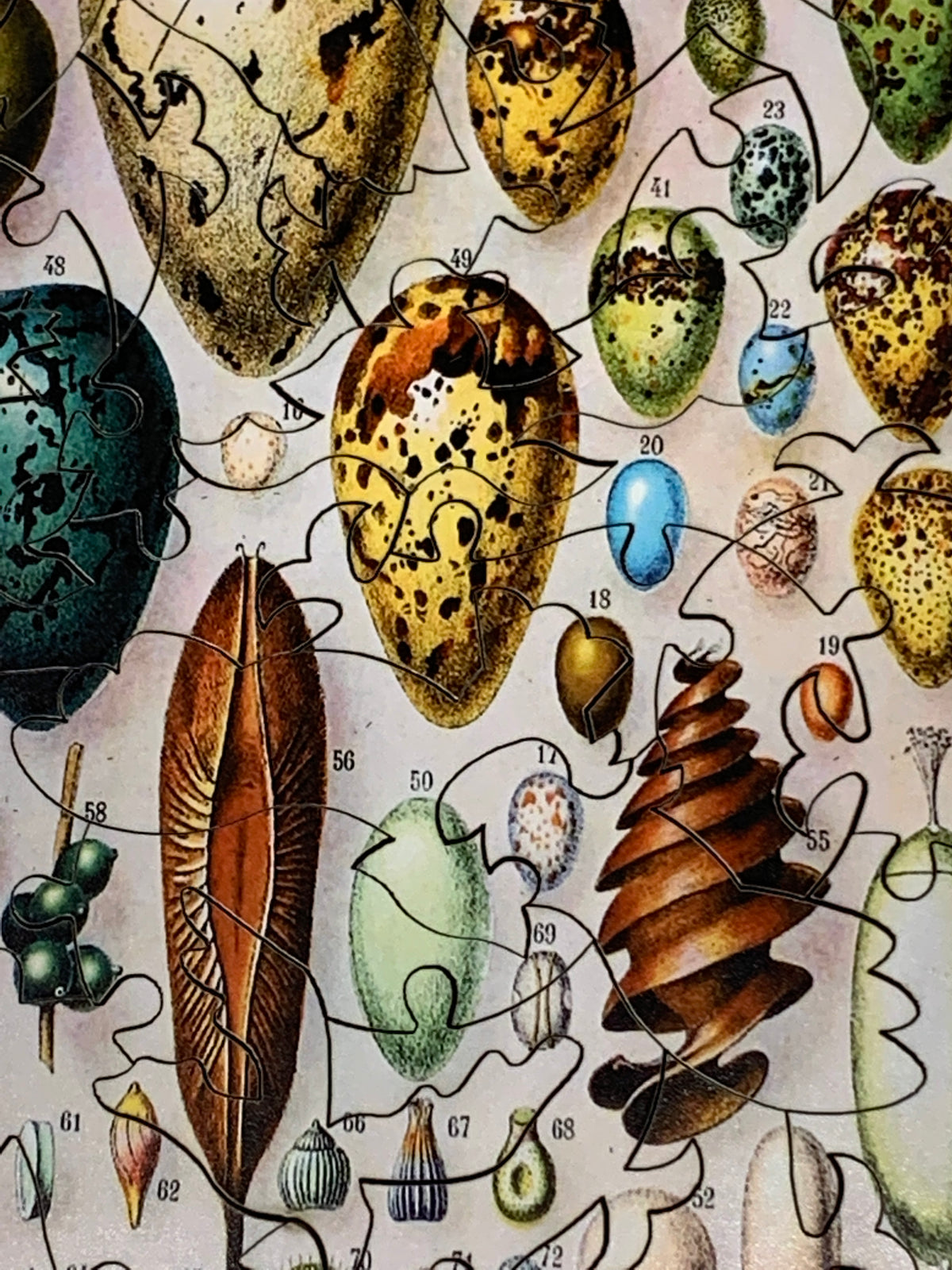 Bird Eggs (50 Piece Mini Wooden Jigsaw Puzzle) - Nautilus Puzzles - Wooden Jigsaw Puzzles For Adults