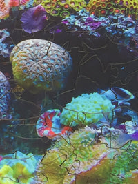 Coral Reef (51 Piece Mini Wooden Jigsaw Puzzle) - Nautilus Puzzles - Wooden Jigsaw Puzzles For Adults