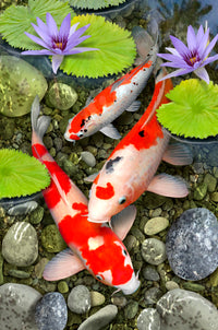 Koi Pond by Howard Robinson (400 Piece Wooden Jigsaw Puzzle) - Nautilus Puzzles - Wooden Jigsaw Puzzles For Adults