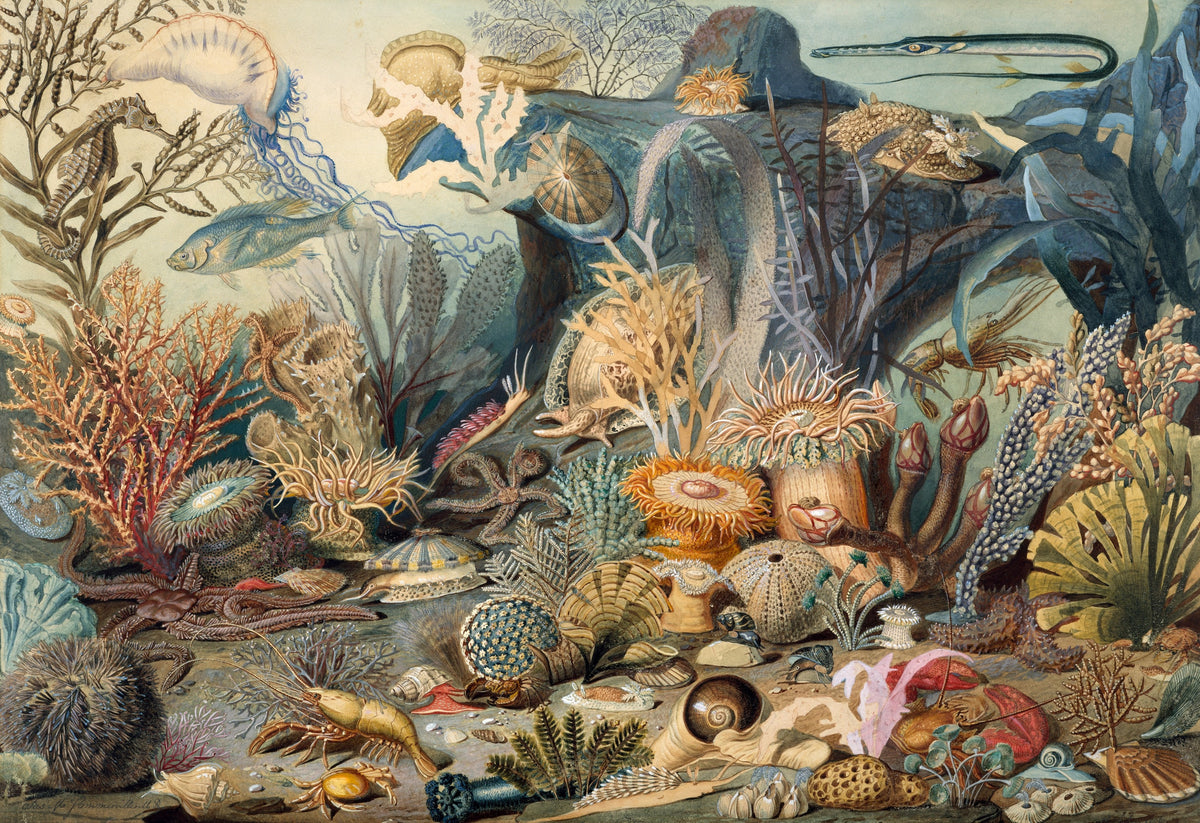 Ocean Life by James M. Sommerville (475 Piece Ocean Wooden Jigsaw Puzzle) - Nautilus Puzzles - Wooden Jigsaw Puzzles For Adults