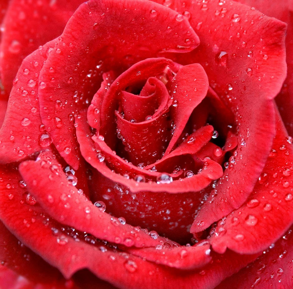 Raindrops on a Red Rose - 59 Piece Mini Valentine's Day Wooden Puzzle - Nautilus Puzzles - Wooden Jigsaw Puzzles For Adults