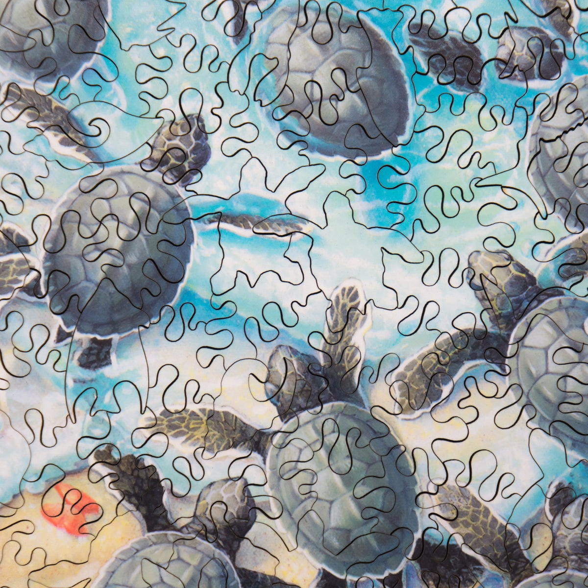 Green Turtle Hatchlings - 361 Piece Wooden Jigsaw Puzzle for Adults - Nautilus Puzzles - Wooden Jigsaw Puzzles For Adults