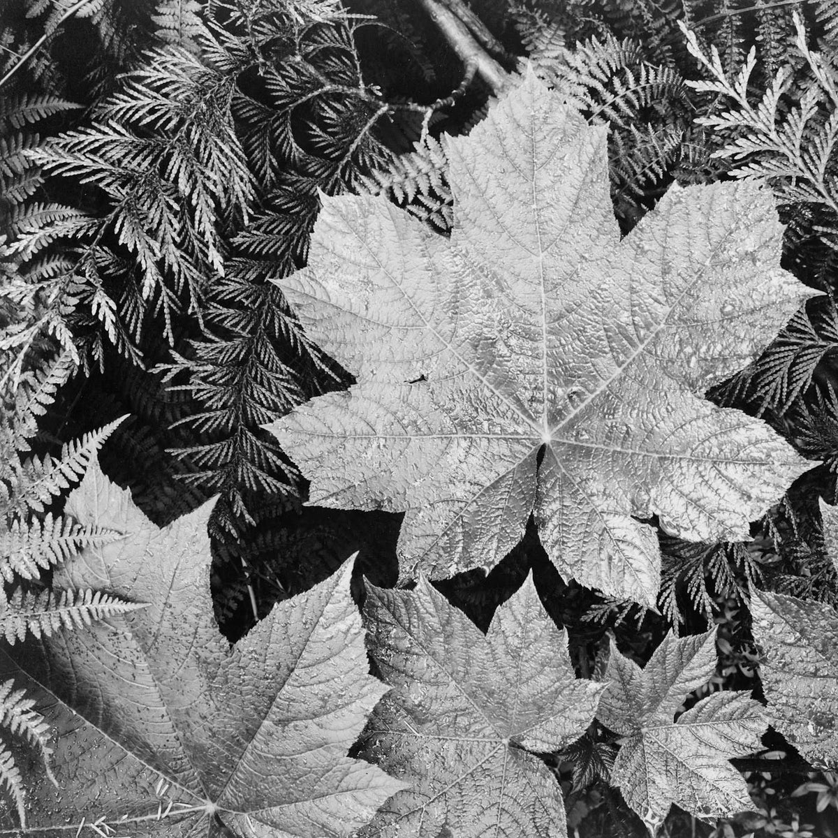 Leaves by Ansel Adams (50 Piece Mini Wooden Jigsaw Puzzle) - Nautilus Puzzles - Wooden Jigsaw Puzzles For Adults